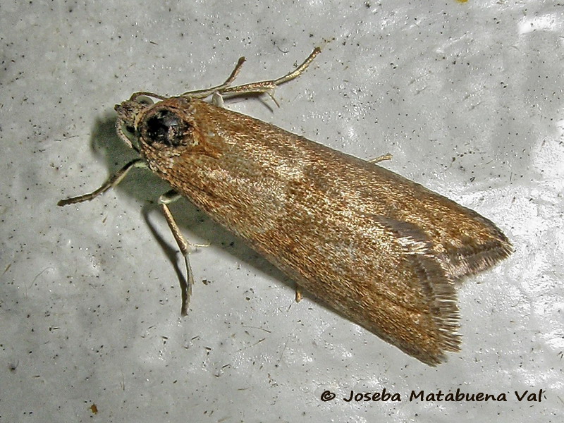 Micro da id. 3: Tortricodes alternella - Tortricidae